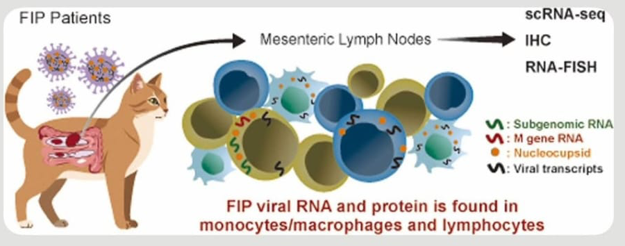 FIP Patients and Lymph Nodes Diagram