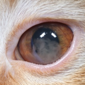 Cat Eye SOS