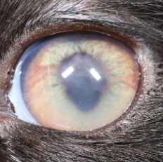 FIP Eye