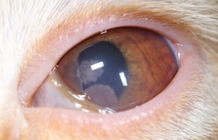 Ocular Sign 1