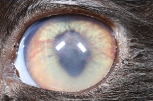 Ocular Sign 3