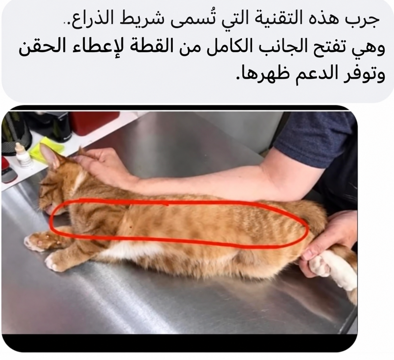 طريقة Arm Bar لتثبيت القط